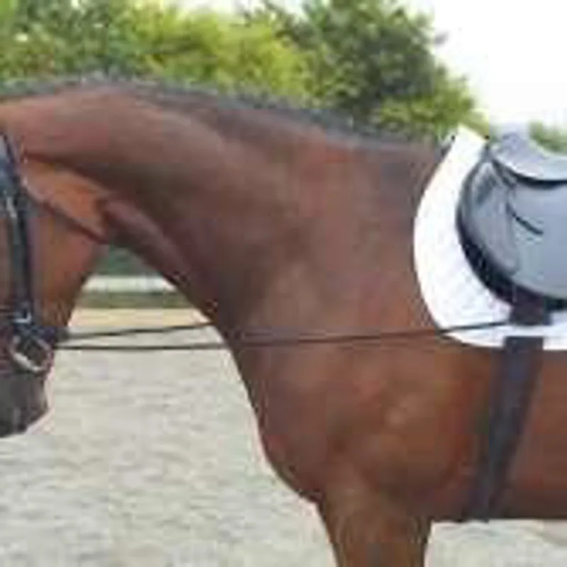 Elastic Training Reins/Bungee